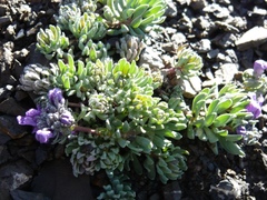 Linaria alpina alpina
