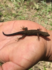 Gonatodes concinnatus