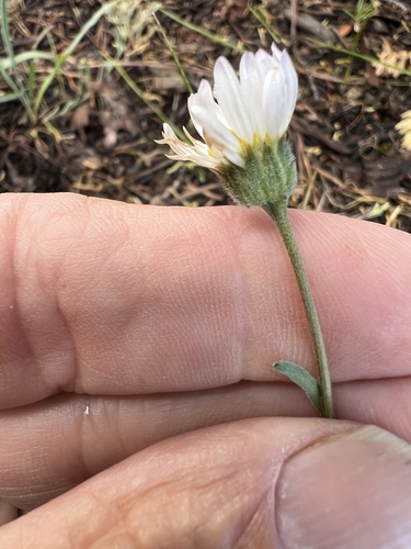 Eaton's Fleabane (Erigeron eatonii)