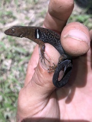 Gonatodes concinnatus