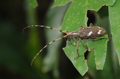 Paraleprodera itzingeri