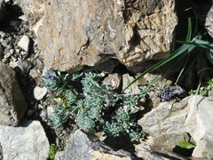 Linaria alpina alpina
