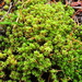 Brown Screw-Moss - Photo (c) Andrew Simon, some rights reserved (CC BY-NC), uploaded by Andrew Simon