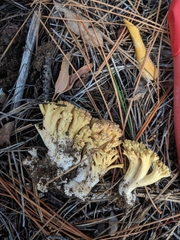 Ramaria flavigelatinosa