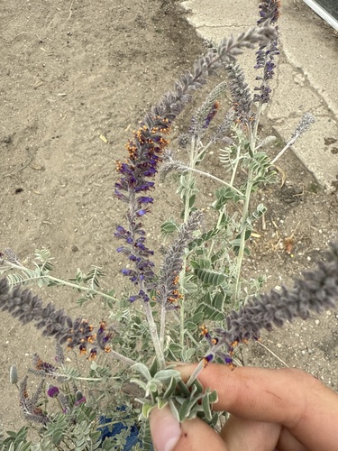 leadplant