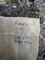 Ramaria flavigelatinosa