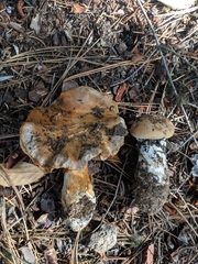 Phlegmacium variosimile