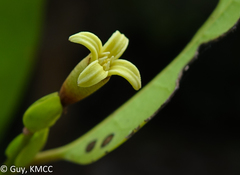 Dicoryphe stipulacea image