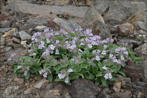 Pennellianthus frutescens iNat (2)