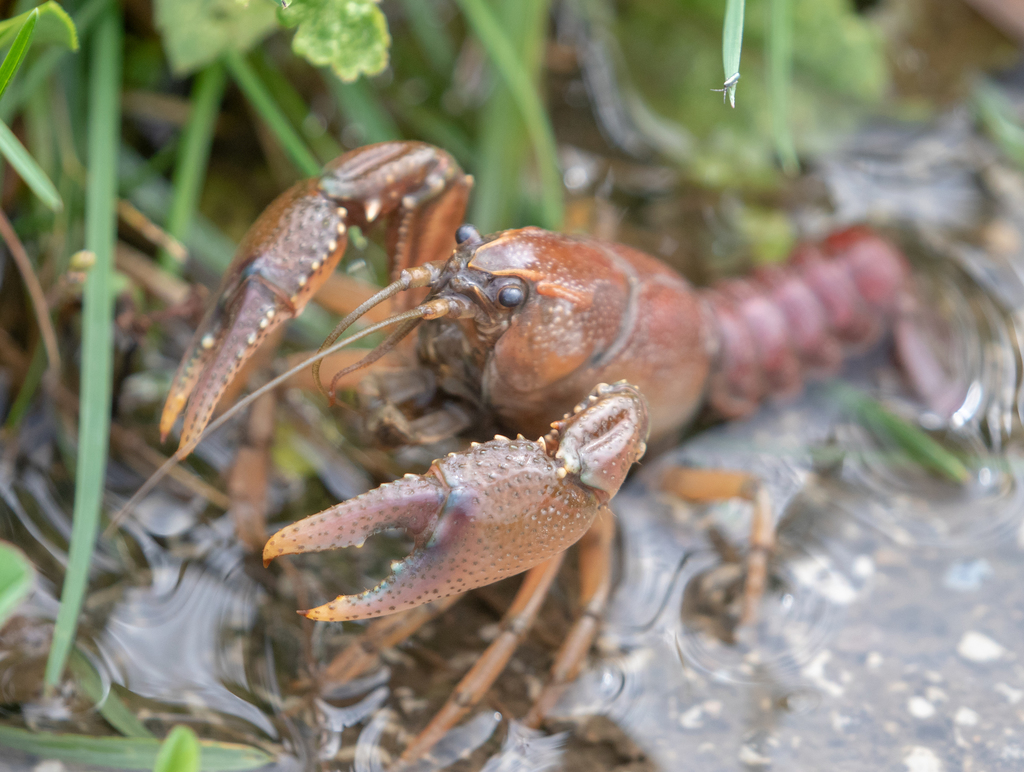 Prairie Crayfish