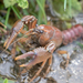Prairie Crayfish - Photo (c) threelark, some rights reserved (CC BY), uploaded by threelark