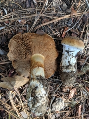 Phlegmacium variosimile