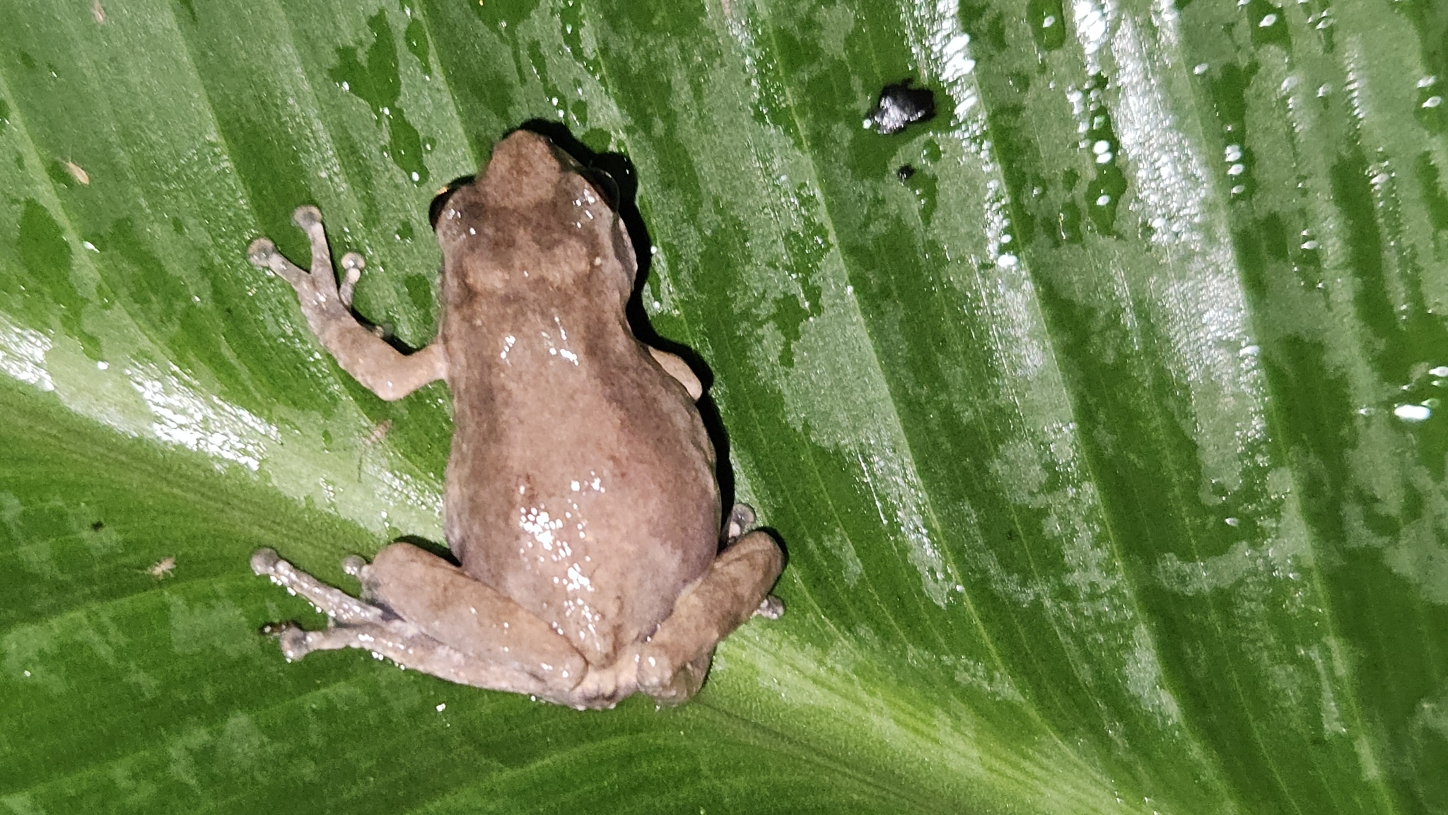 Ghate'S Bush Frog