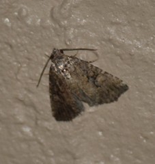 Eriopygini