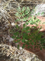 Leucaena retusa