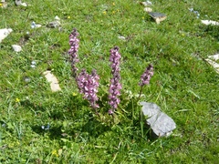 Pedicularis rostratospicata