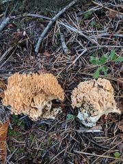 Ramaria caulifloriformis