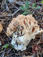 Ramaria caulifloriformis