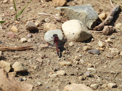 Leucorrhinia borealis