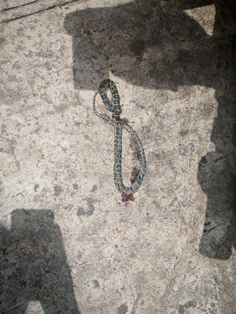 Yellow Large-toothed Snake