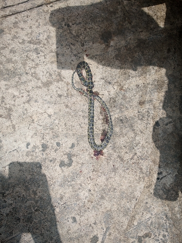 Yellow Large-toothed Snake