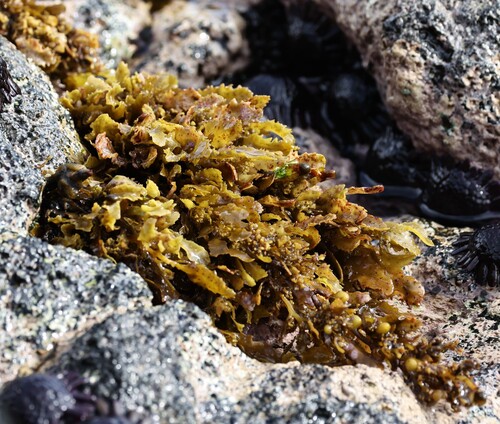 Sargassum aquifolium observed 2025-06-25