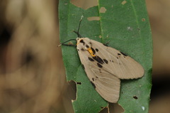 Amsactoides solitaria