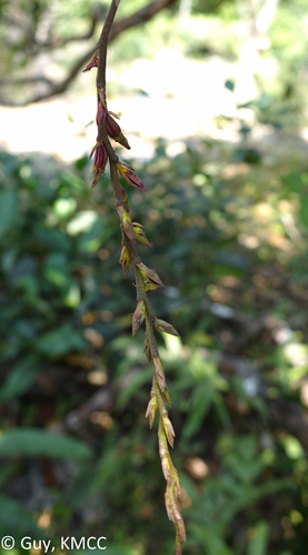 Bulbophyllum erectum image