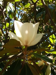Magnolia