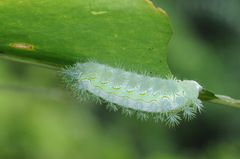 Parasa shirakii