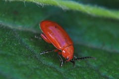 Disonycha antennata