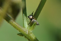 Sassacus