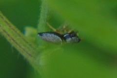 Sassacus