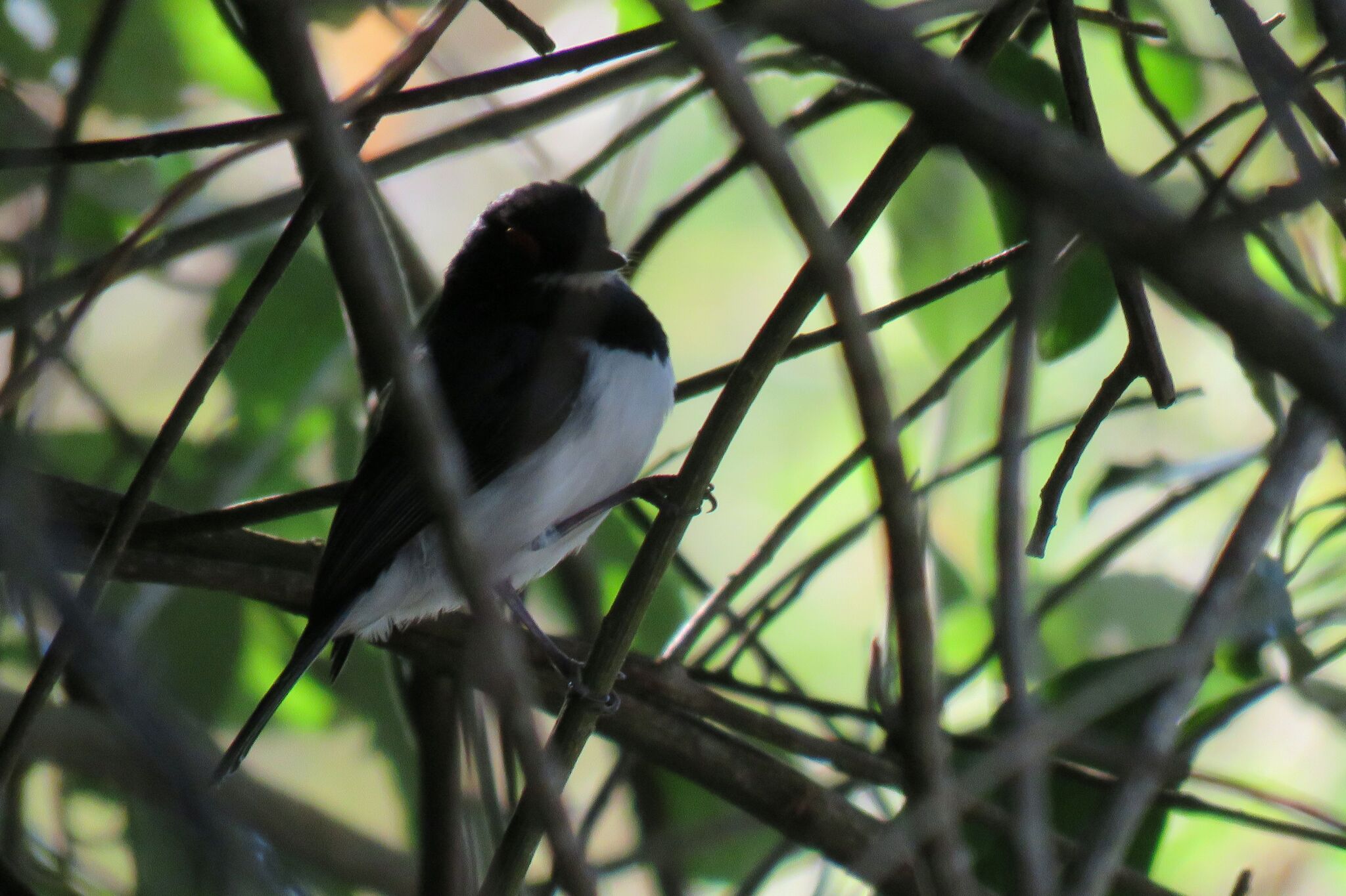 Black-throated Wattle-eye (Platysteira peltata)