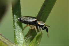 Sassacus
