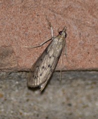 Blepharomastix haedulalis