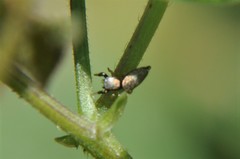 Sassacus