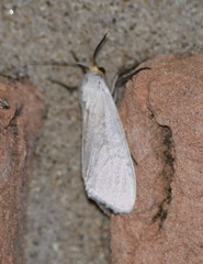 Pygarctia flavidorsalis