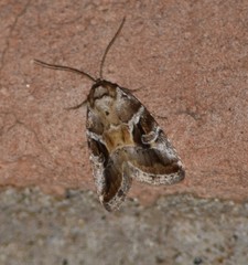 Diastema cnossia