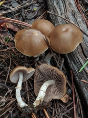 Psathyrella longistriata