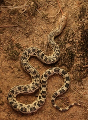 Pituophis melanoleucus melanoleucus