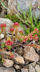 Sedum tenellum, photograph (c) Алена Ручка, some rights reserved (CC BY)