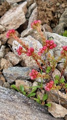 Sedum tenellum