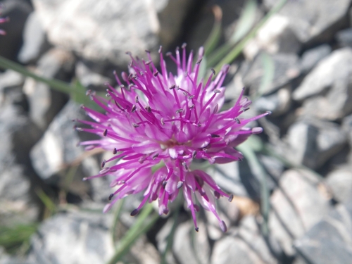 Allium carolinianum, photograph 4
