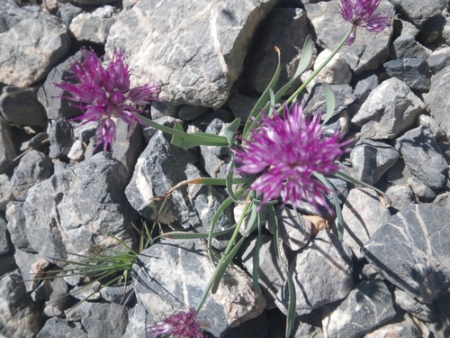 Allium carolinianum, photograph 5