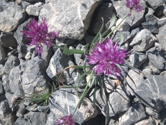 Allium carolinianum, photograph (c) Chris Yesson, some rights reserved (CC BY)
