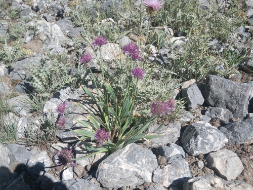 Allium carolinianum, photograph 6