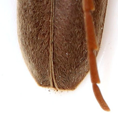 Margites deroliformis