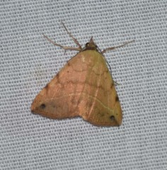 Hemeroplanis floccalis