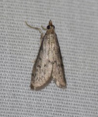 Blepharomastix haedulalis